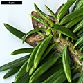 SpeciesSub: subsp. salouenensis